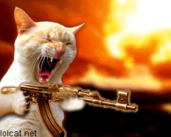 machine gun cat.gif 3Fw 3D500