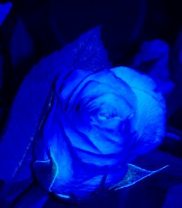 0BwM9G blaue rose 