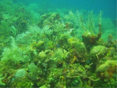 korallen-gruen