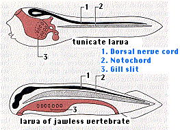 tunicate larva