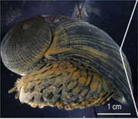 Scalyfoot-snail