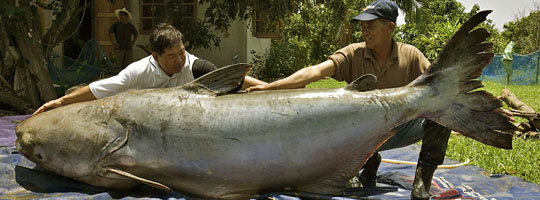 540 Giant Catfish 112989  c  WWF Suthep 