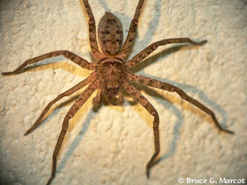 P1030113 huntsman spider Sparassidae