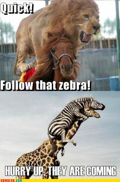 tTfbTU9_koma-comic-strip-zebra.jpg
