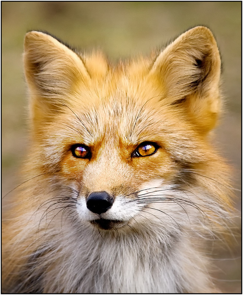 Die schönsten Tiere/Tierbilder der Welt (Seite 48) Allmystery