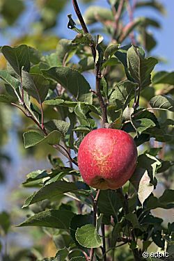 Leckerer Apfel am Baum 18693