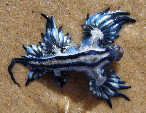 blue sea slug wierd animals-s500x389-379