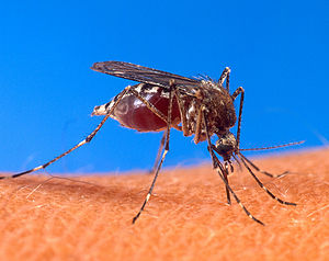 300px-Aedes aegypti biting human