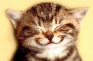 Smiley-Katze