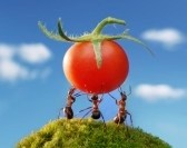 5680999-three-ants-holding-fresh-tomato