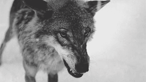 ani-wild wolf
