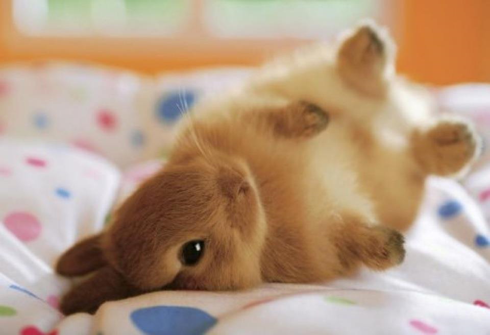 bunny-on-a-bed-big