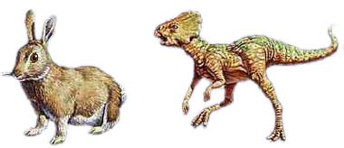 microceratops