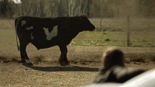 under-the-dome-cow-gif