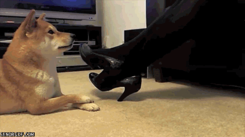 Dogably-Pawfect-dogs-puppies-funny-gif-m