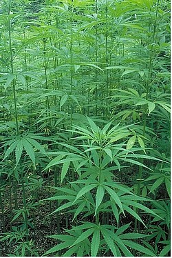 Cannabis1