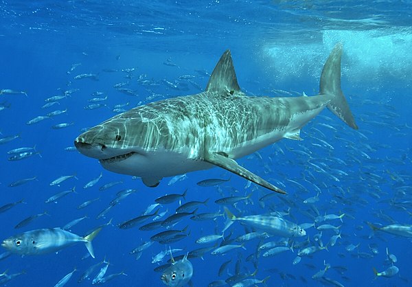 600px-White shark