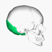 180px Occipital bone animation