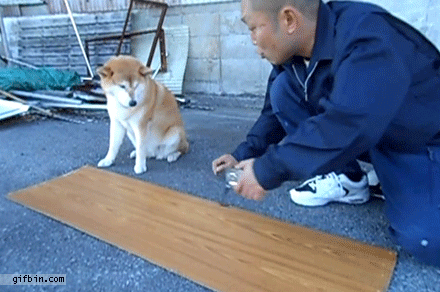 1421602628 dog helps guy measure a wood 