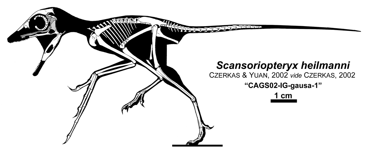 Scansoriopteryx heilmanni