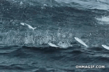 amazing-flying-fish