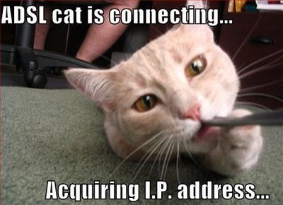LOLcat-ADSL-cat-is-connnecting