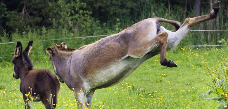 Esel-Equus-asinus-f-asinus-domestic-donk
