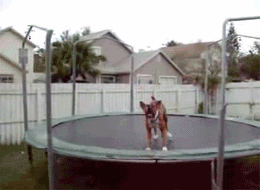 1242138450 dog on a trampoline
