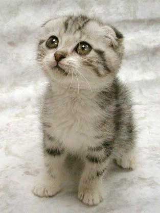 cute kittenweee