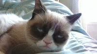 30627 Tard Grumpy Cat yawn good morn UVd