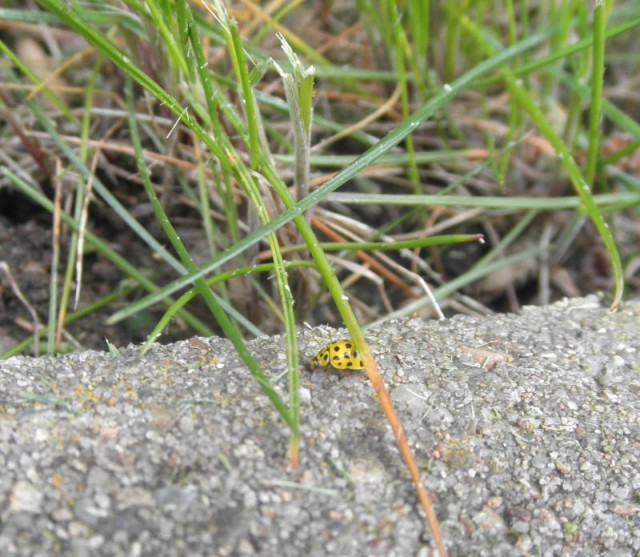 yellow-ladybug