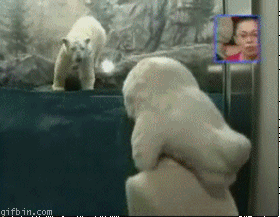 6869ac polar bear attack