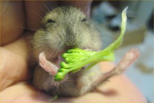 Das lustige Google Spiel essen-der-hamster-fotos-nb19004