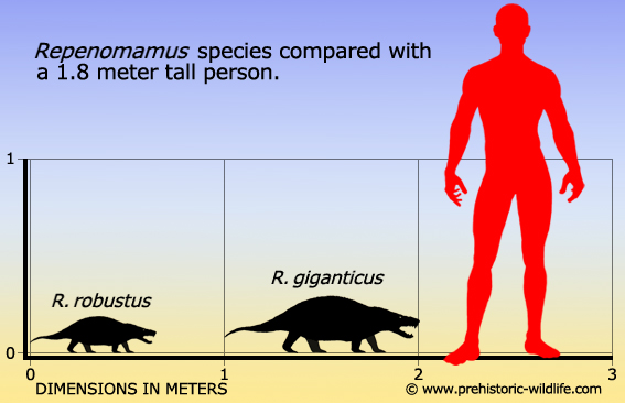 repenomamus-size
