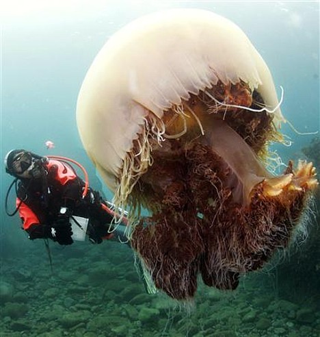 Nomura-jellyfish-2