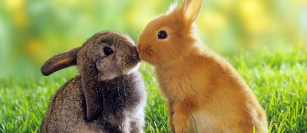 animal-couple-facebook-timeline-cover-13