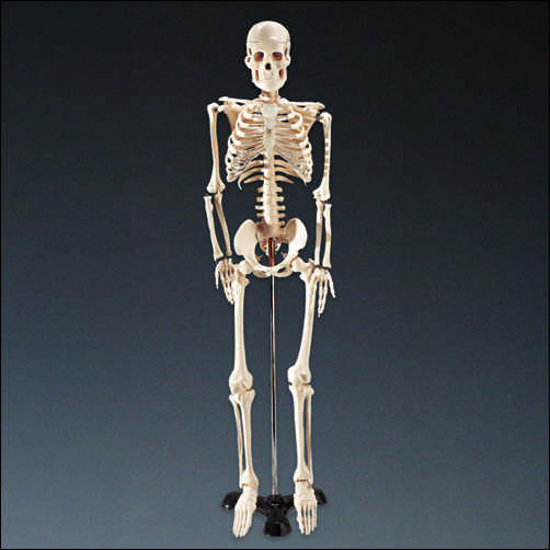 Mr-Thrifty-Skeleton-WCP-1