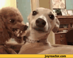 gif-dogs-reaction-785227