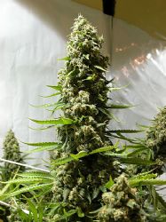 white-russian-seeds-serious-seeds-136-pe