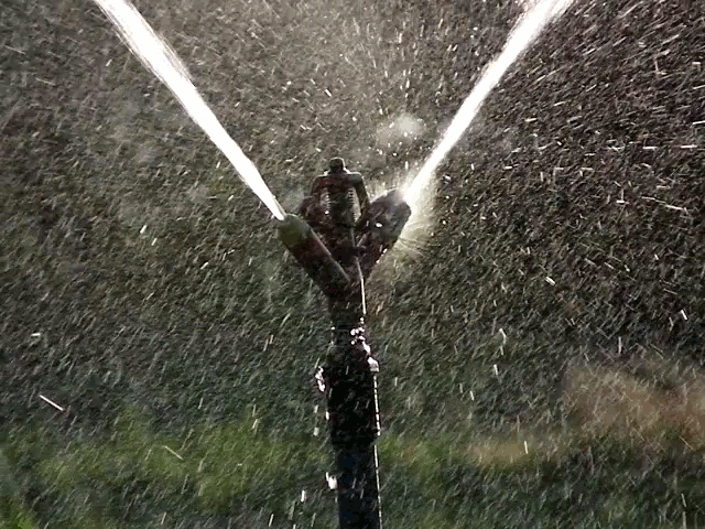 An Irrigation sprinkler watering a garde