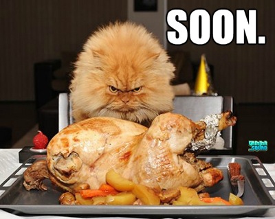 soon thanksgiving cat