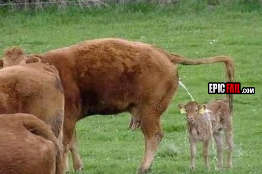 parenting-fail-calf-peed-on