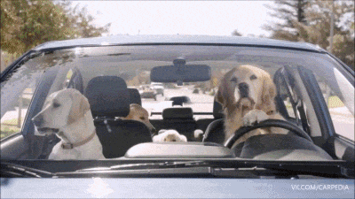 lustige-Hunde-Familie-sitzt-im-Auto