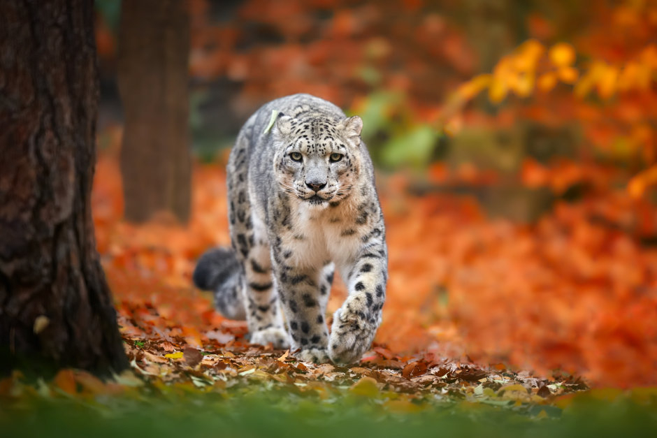 Die schönsten Tiere/Tierbilder der Welt (Seite 96) Allmystery