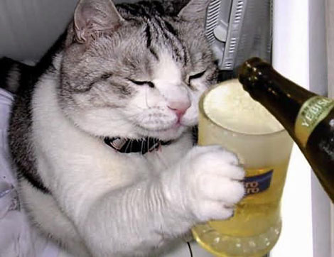 beer-cat-15