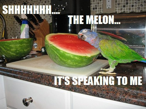 the-melon-is-speaking-to-me