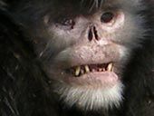 UQZZu9 snub-nosed-sneezing-monkey-found-