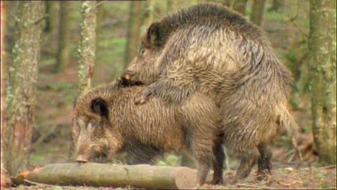 167442046-wharthog-sow-male-wild-boar-ma