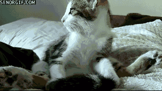 funny-gifs-yoga-cat-loves-to-stretch