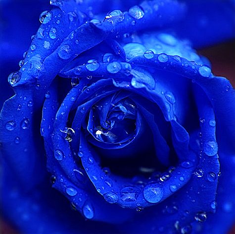 rose blau